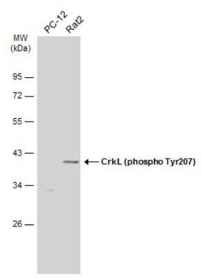 Western Blot: CrkL [p Tyr207] Antibody [NBP3-13318]